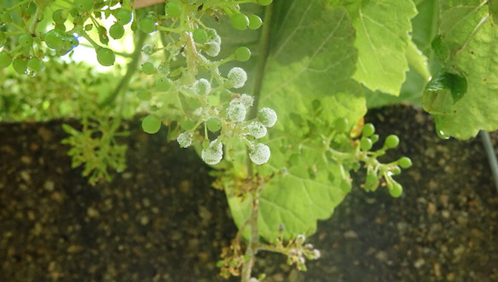 El Mildiu en el viñedo: Condiciones Climáticas, Identificación y Control en agricultura ecológica