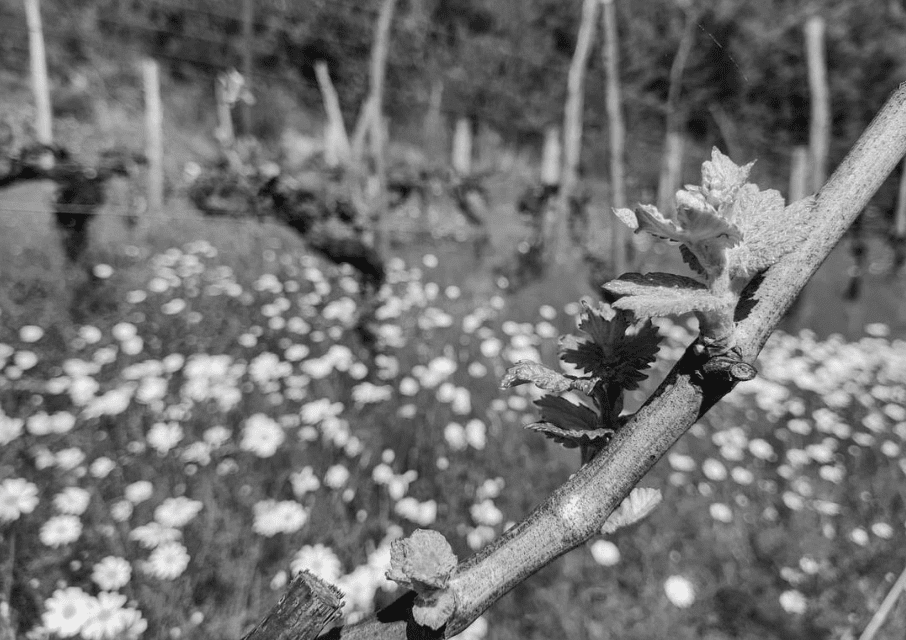 Tratamientos de primavera en el viñedo ecológico